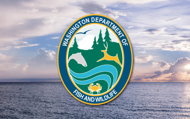 WDFW confirms Aug. 6 opening of coastal halibut recreational fishing
