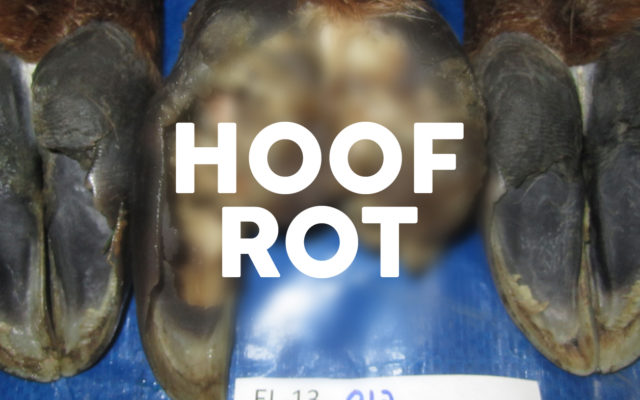 Hoof rot will be a focus of an upcoming WDFW meeting