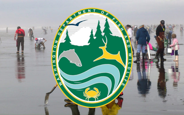 WDFW approves seven days of razor clam digging during evening low tides beginning Jan. 14