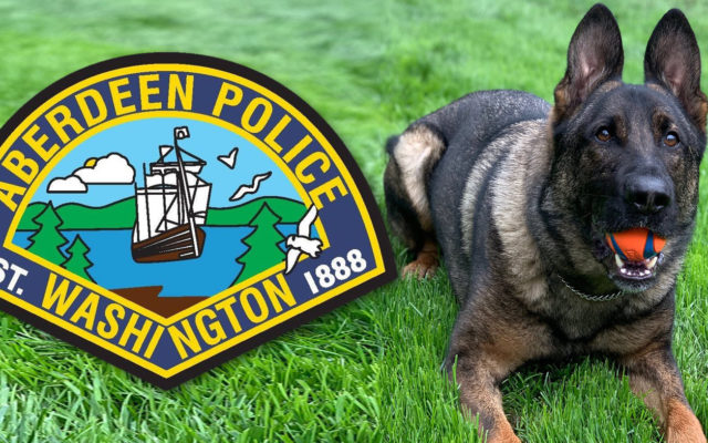 K9 Ronin gets bullet and stab protective vest
