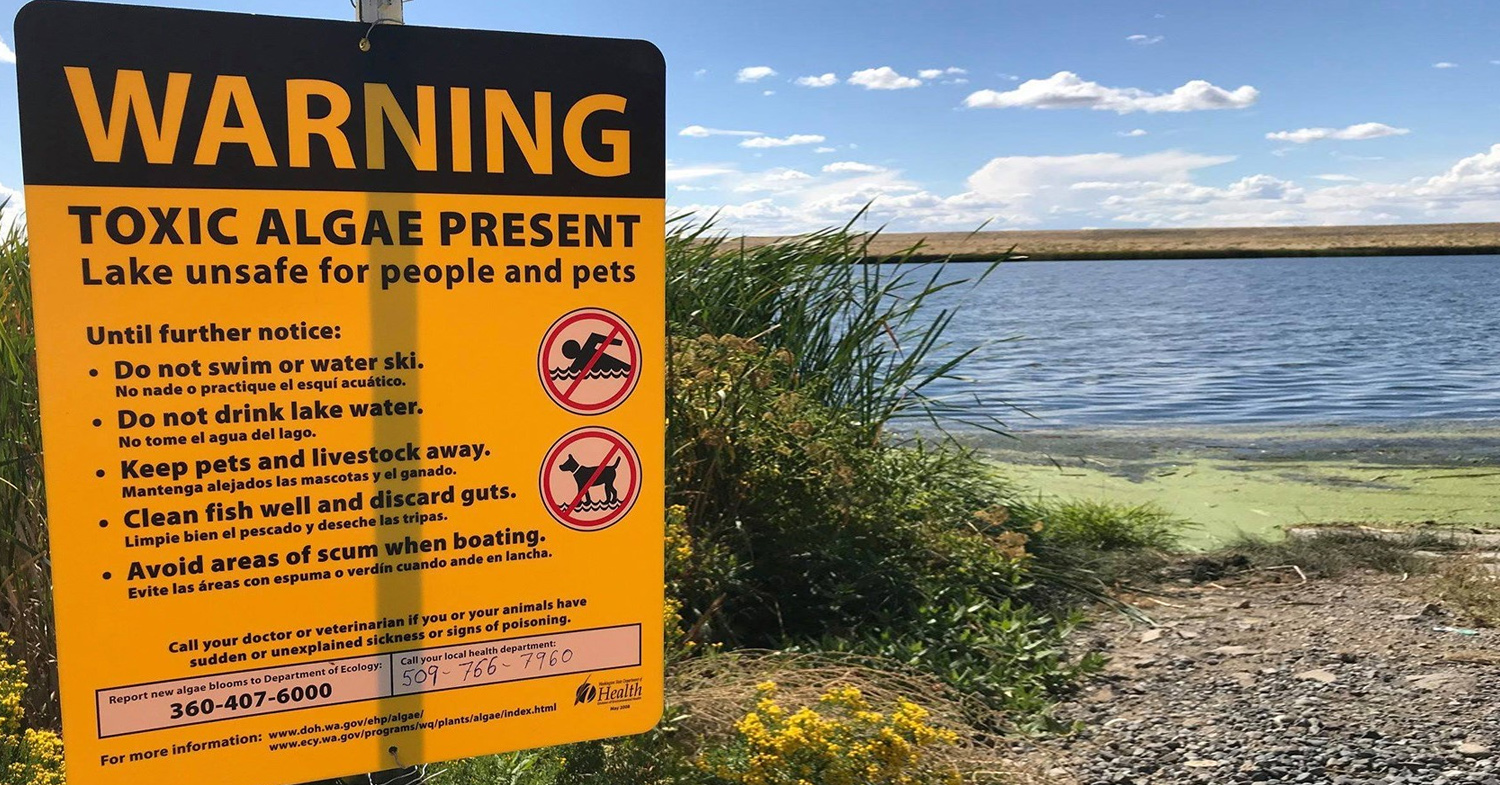 Blue-green algae raising concerns in state; no local reports as of yet -  KXRO News Radio