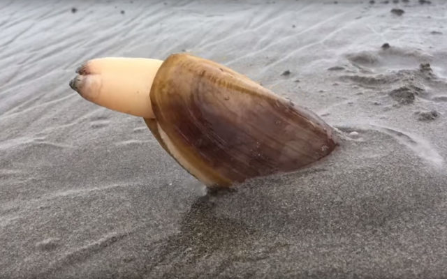Pacific Razor Clam one step closer from becoming State Clam
