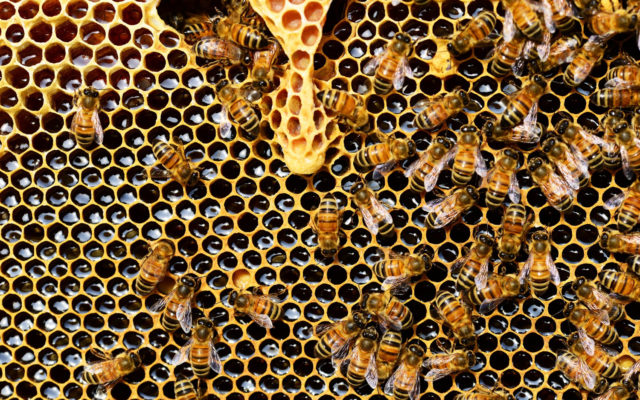 Beekeeping could be allowed within Hoquiam; public hearing scheduled