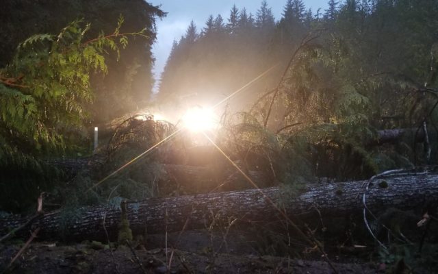 Tornado may have knocked down trees near Neilton