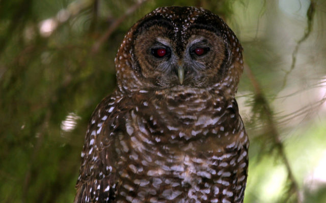 Over 8 million acres of land designated for the northern spotted owl