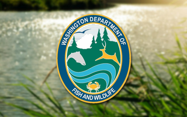 WDFW seeking volunteers to mark millions of hatchery salmon