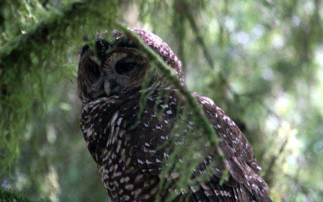 WDFW seeks comment on status review for northern spotted owl