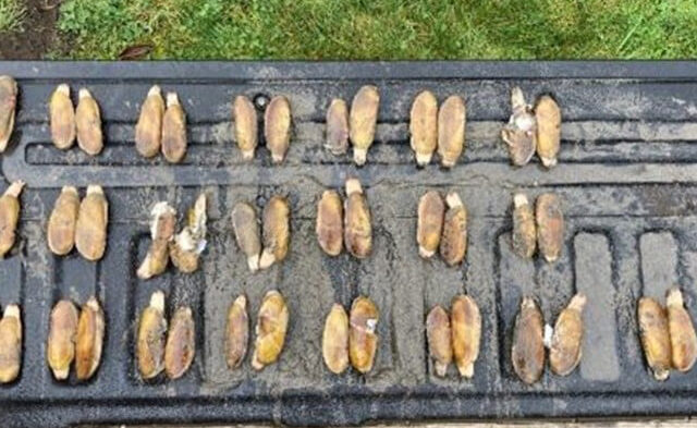 Clam diggers caught with nearly 2.5 times their limit