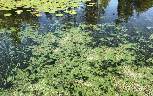 See a bloom, give it room; tips on algae blooms during warm weather