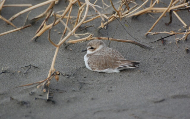 WDFW seeks comment on periodic status review for Western snowy plover