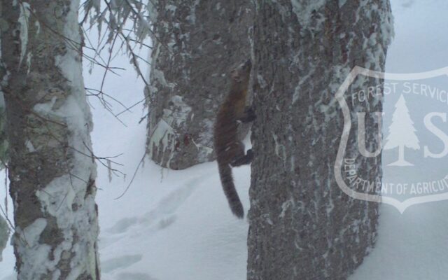 It wasn’t a mink, but it was a marten that was caught on camera