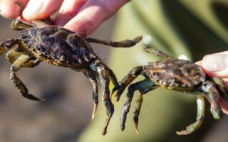 Latest European green crab updates
