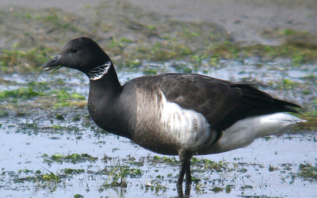 Pacific County brant geese hunting available through end of month
