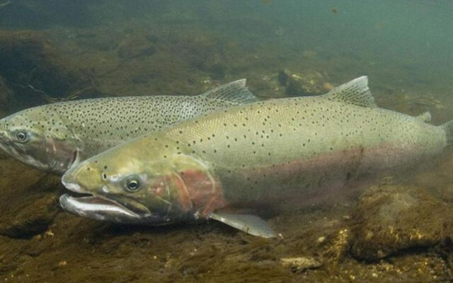 Olympic Peninsula Steelhead being considered for endangered species protections