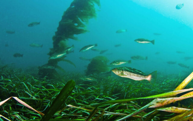 Eelgrass and kelp restoration efforts include a local meeting and workshop