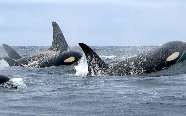 Inbreeding could be cause of low orca populations
