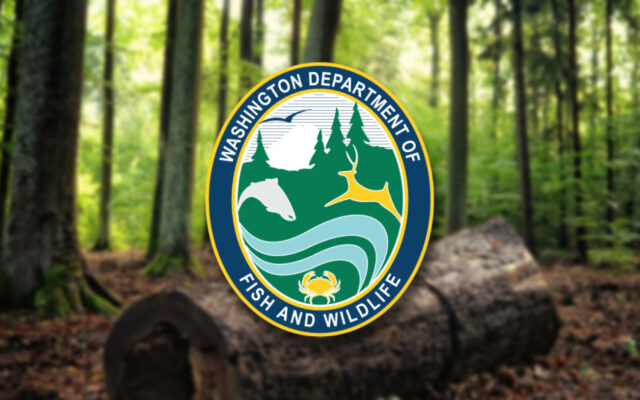 WDFW seeking information on diverse group of Washington wildlife