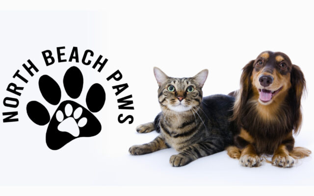 North Beach PAWS running fundraising campaign for new dog shelter