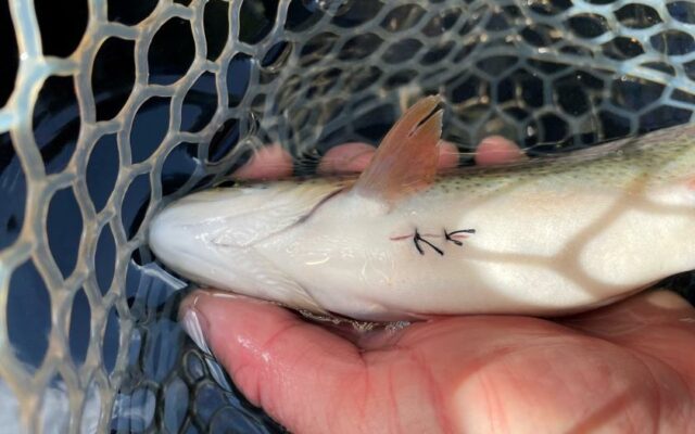 WDFW asks anglers to release “stitched” sea-run cutthroat trout in Willapa Bay waters