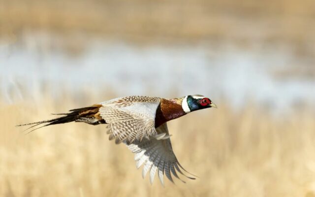 Mentored pheasant hunt scheduled in Oakville on Nov. 4