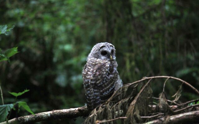 Shooting tens of thousands of barred owls proposed to protect spotted owl
