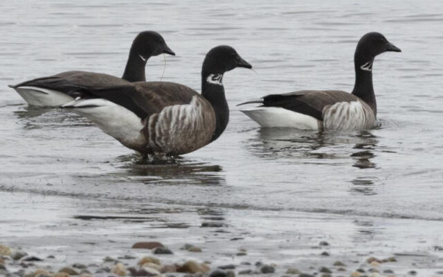 Brant hunts scheduled through end of January in Pacific County