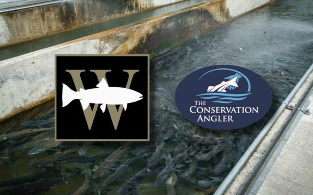Notice of Intent given to sue over Columbia River hatchery programs