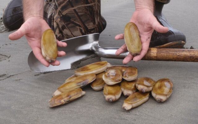 Pacific Razor Clam designation as official Washington State Clam up for consideration again