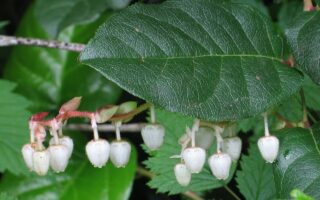 Permits for salal harvesting in Grays Harbor portion of Olympic National Forest open March 13