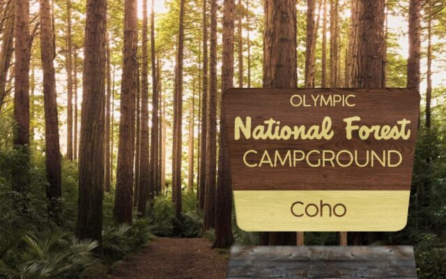 Firewood gathering to open at Coho Campground