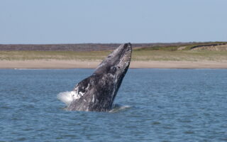 “Unusual mortality event” impacting gray whales has ended, according to officials