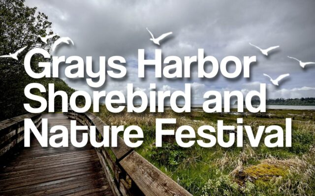 Shorebird Festival returns May 3-5